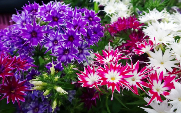 Флоксы Друммонда