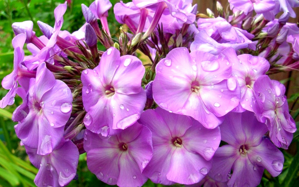 Флоксы в каплях дождя