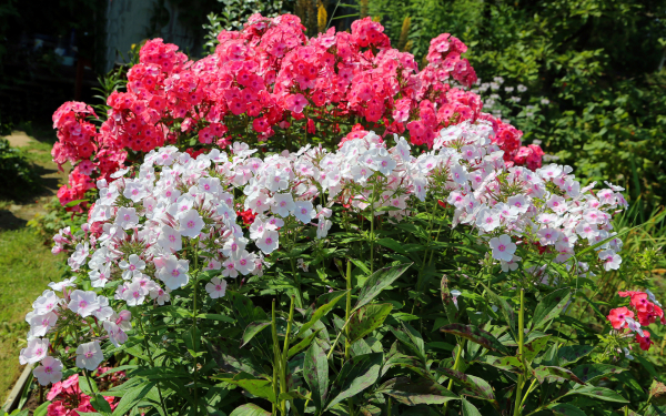 Флоксы красные и белые на клумбе