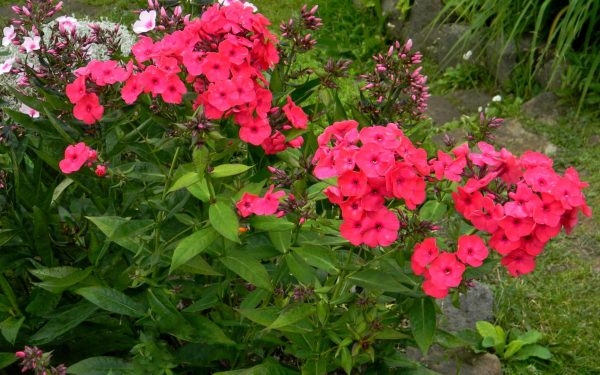 Флоксы метельчатые красные