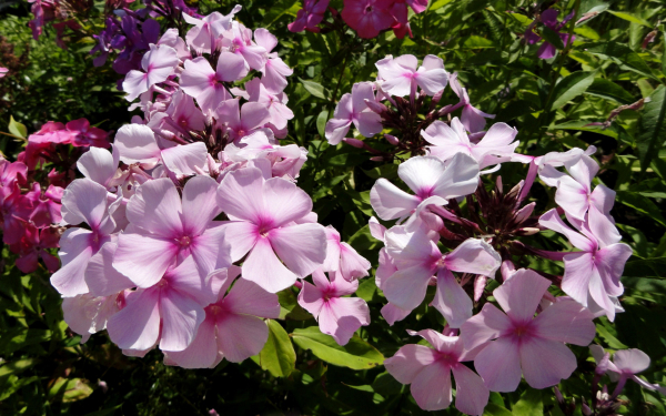 Цветы флоксы