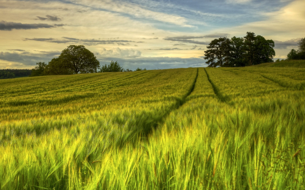 Хлебное поле в Швеции