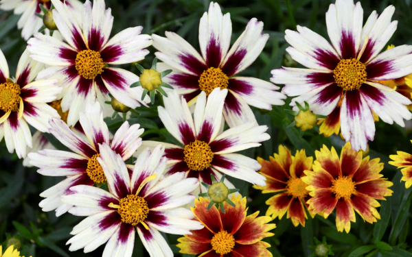 Кореопсис Литтл Бенг Старлайт