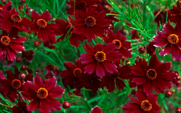 Кореопсис Руби Ред