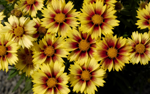 Кореопсис Энчантед Ив