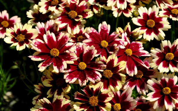 Кореопсис гибридный