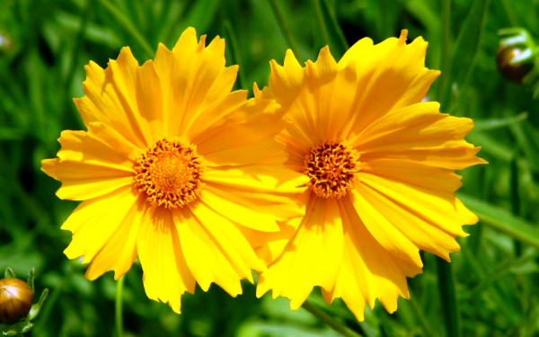 Кореопсис желтый