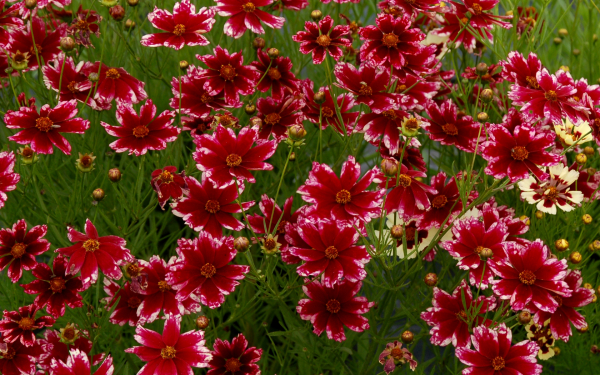 Кореопсис красильный Руби Фрост