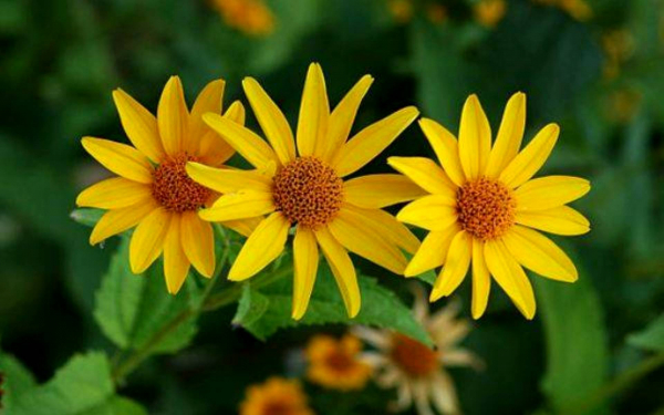 Кореопсис крупноцветковый