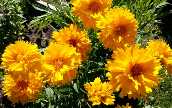 Кореопсис махровый