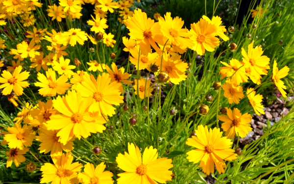 Кореопсис многолетний