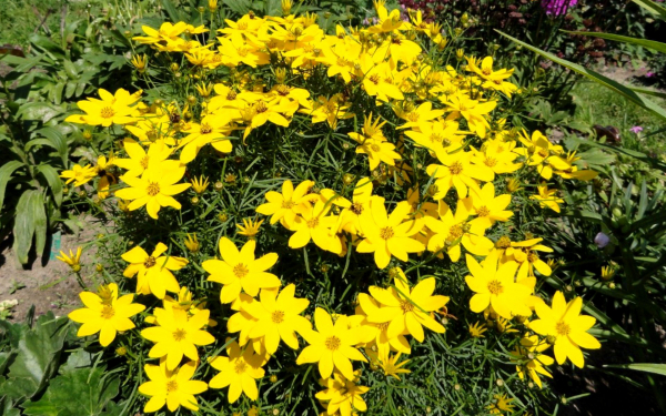 Кореопсис мутовчатый Загреб