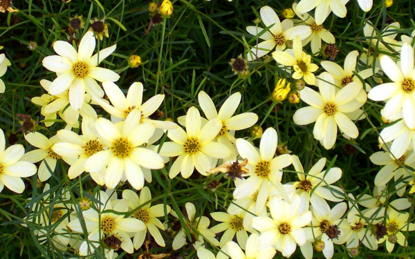 Кореопсис мутовчатый Мунбим