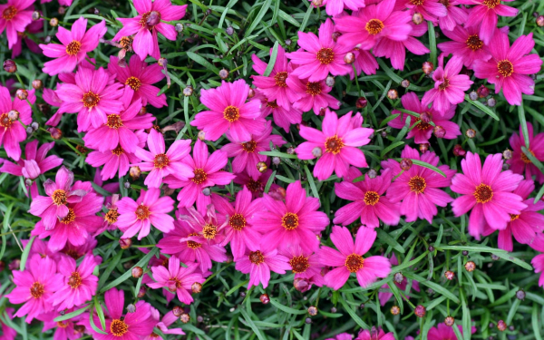 Кореопсис розовый