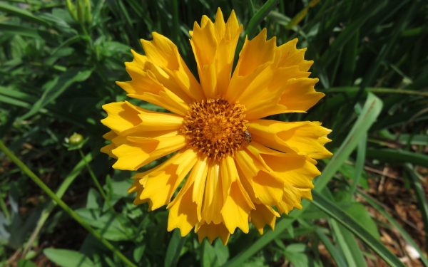 Кореопсис ушковидный