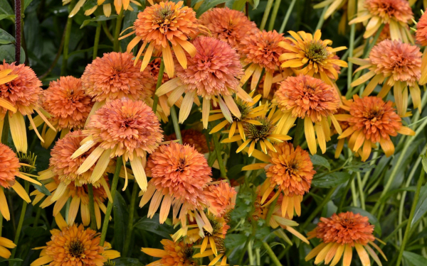 Цветы эхинацея мармелад