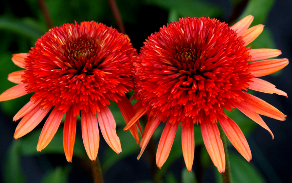 Эхинацея Коралловый риф