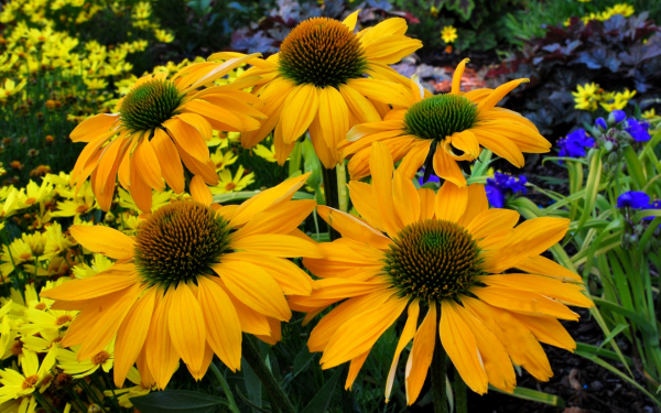 Эхинацея Лейлани желтая