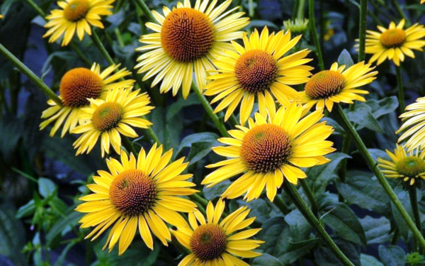 Эхинацея Май Саншайн