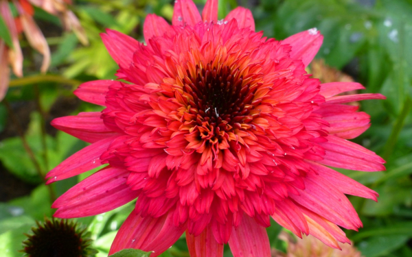 Эхинацея Распберри Траффлс