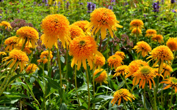 Эхинацея Секретное сияние