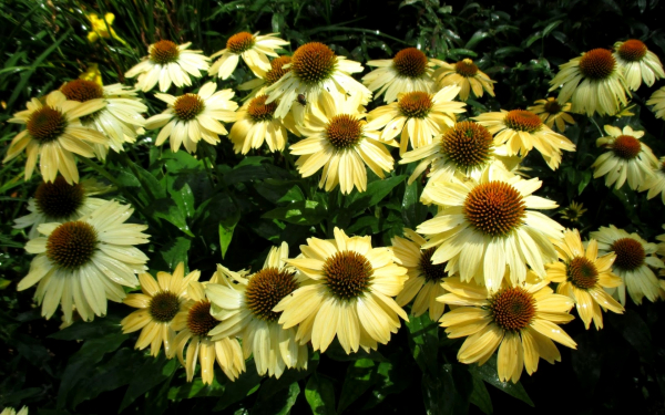 Эхинацея Сомбреро