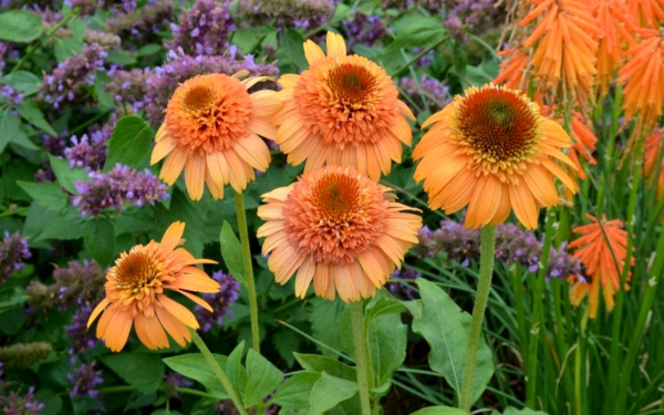 Эхинацея Суприм дыня