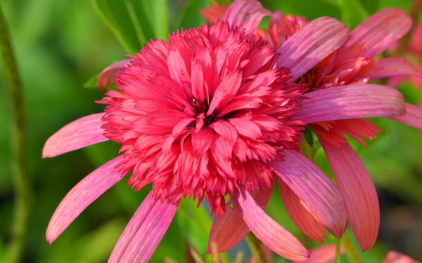 Эхинацея Тайная страсть