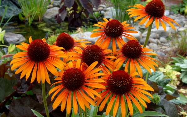 Эхинацея Флейм Тровер