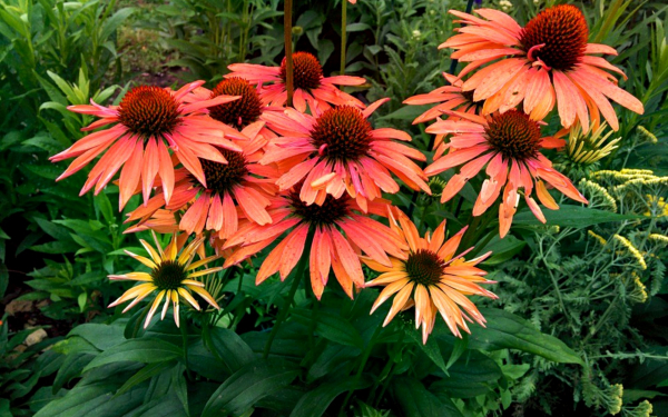 Эхинацея Хот Саммер