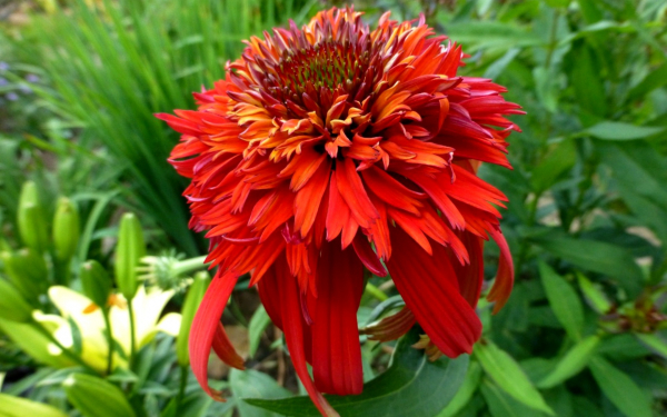 Эхинацея Хот папайя