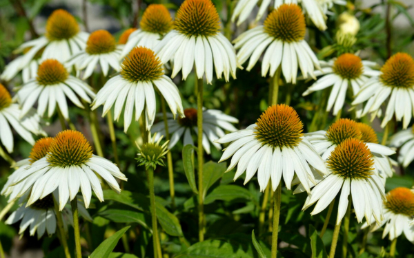 Эхинацея белый лебедь