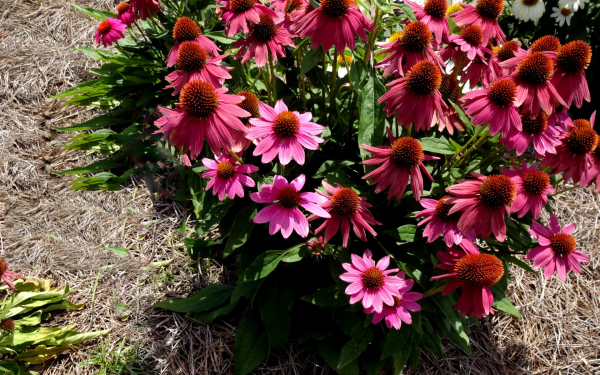 Эхинацея бравада