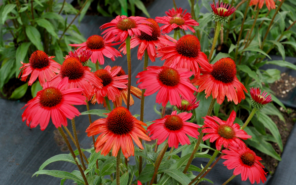 Эхинацея гибридная Ред Перл