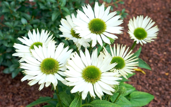 Эхинацея дева