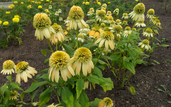 Эхинацея лимонный леденец