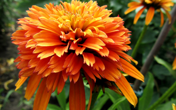 Эхинацея мармелад