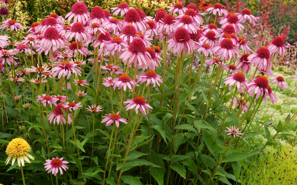 Эхинацея метеор