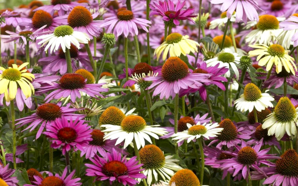 Эхинацея микс