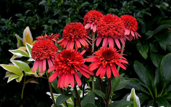 Эхинацея пурпурная Фламинго