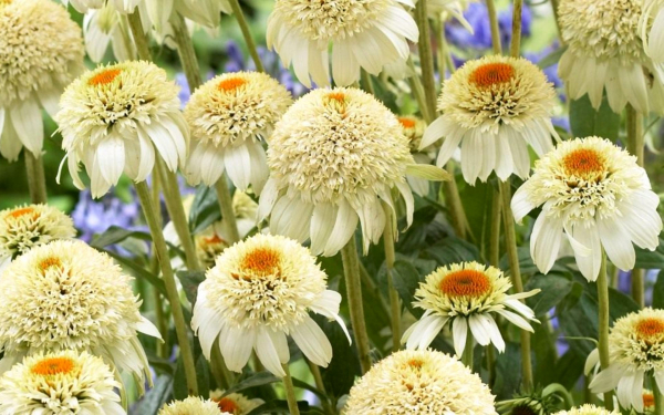 Эхинацея молочный коктейль