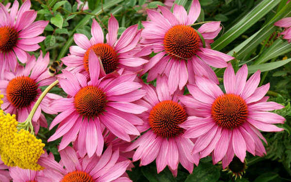 Эхинацея пурпурная