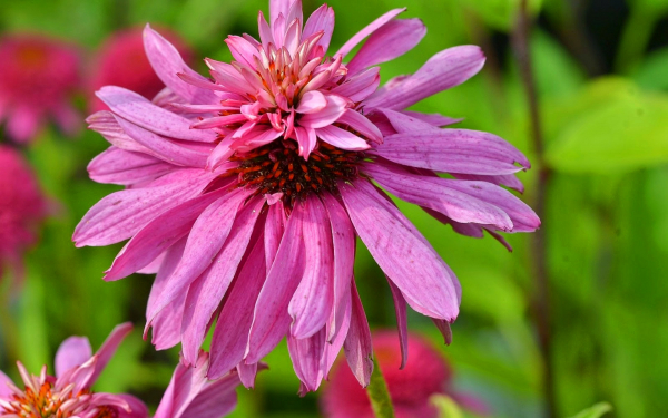 Эхинацея розовый пудель