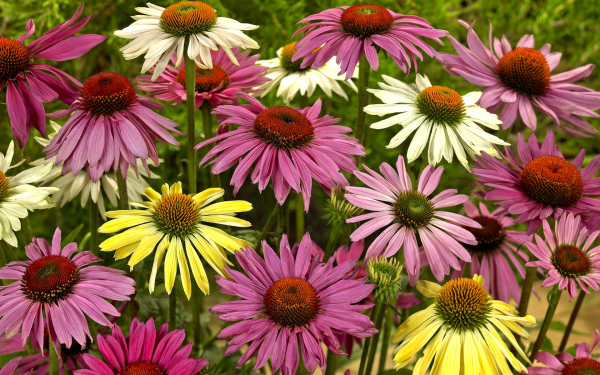 Эхинацея смесь