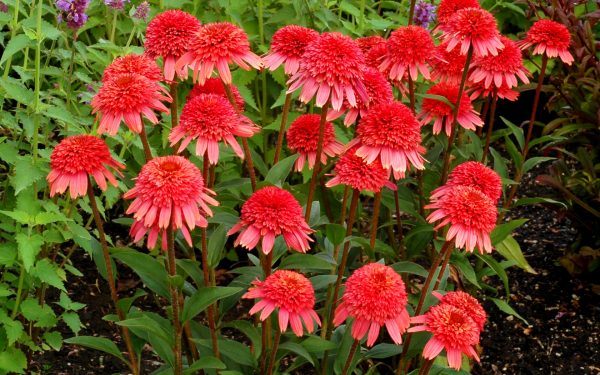 Эхинацея фламинго