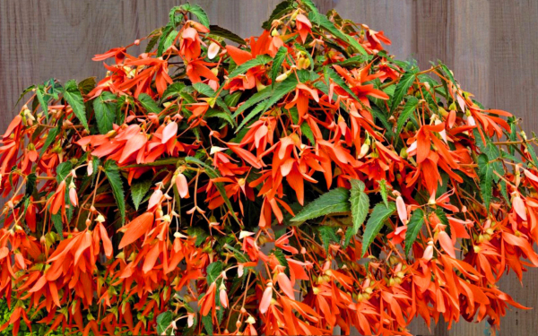 Бегония Копакабана