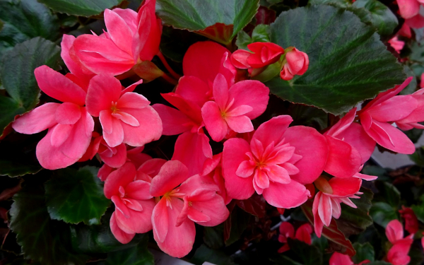 Бегония Севека