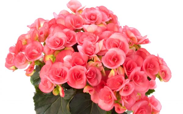 Бегония Элатиор розовая