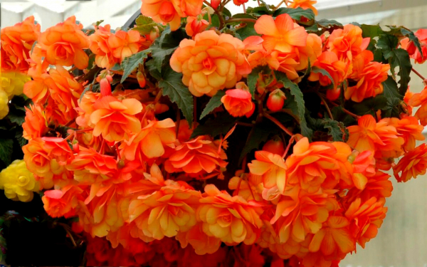 Бегония ампельная оранжевая