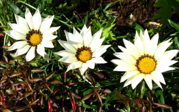 Белые газании